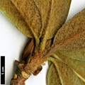 SpeciesSub: var. hemidartum 